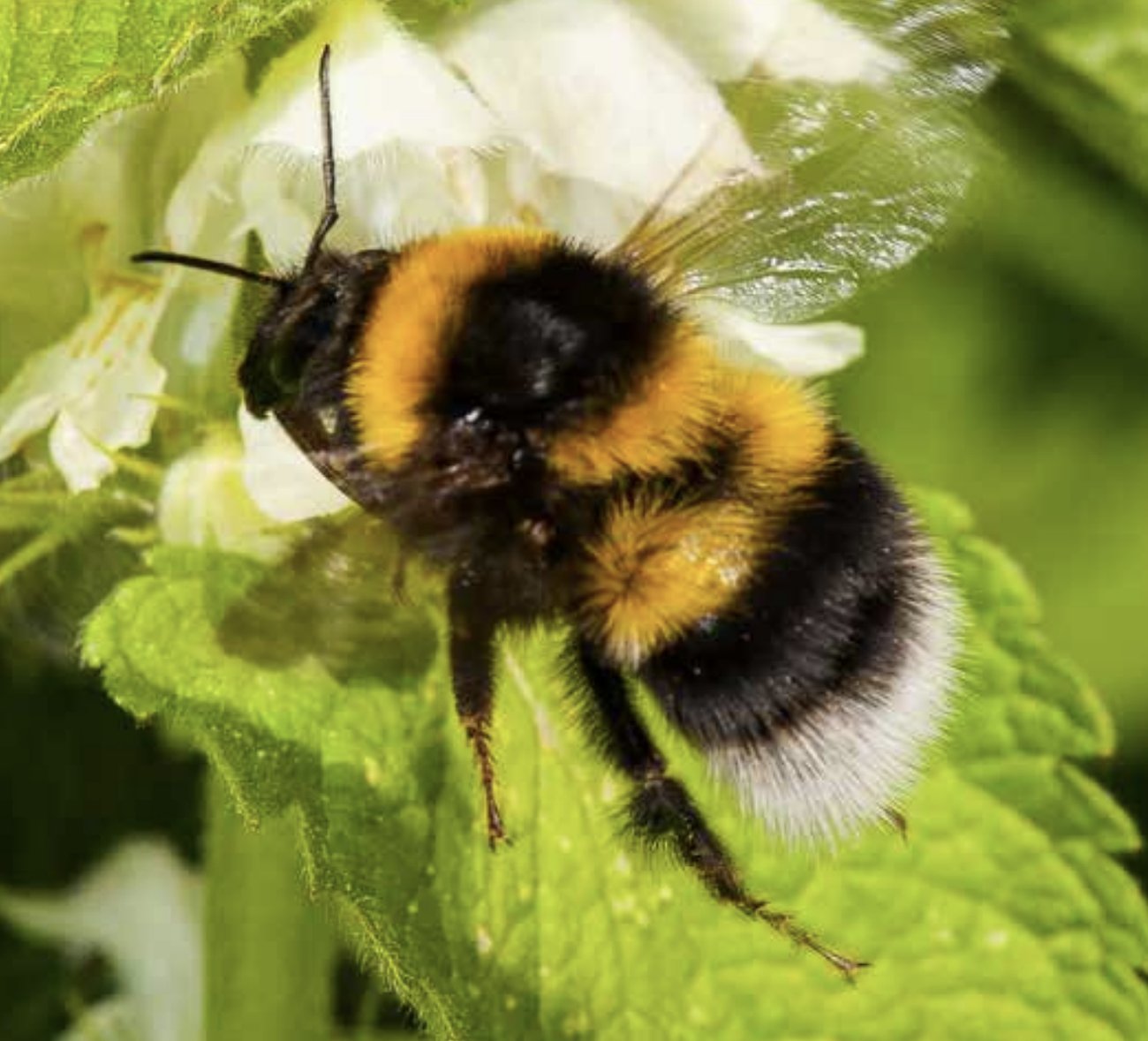Un bourdon butinant des fleurs